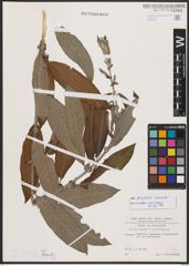 Salix burjatica Nasarow